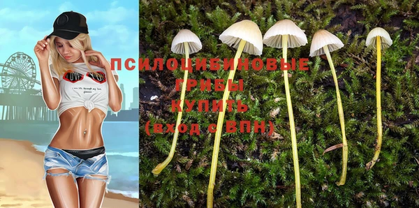 прущие грибы Абинск